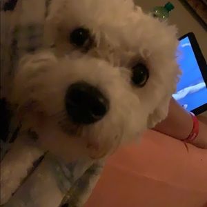 Meet your Posher, Harmony